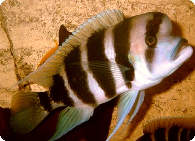 Frontosa - Red - 1-2 inch